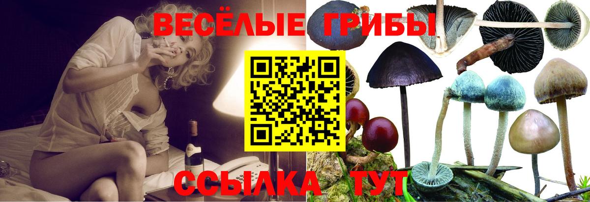 Бердск  Псилоцибиновые грибы GOLDEN TEACHER  Вход с VPN  Псилоцибиновые грибы мухоморы 